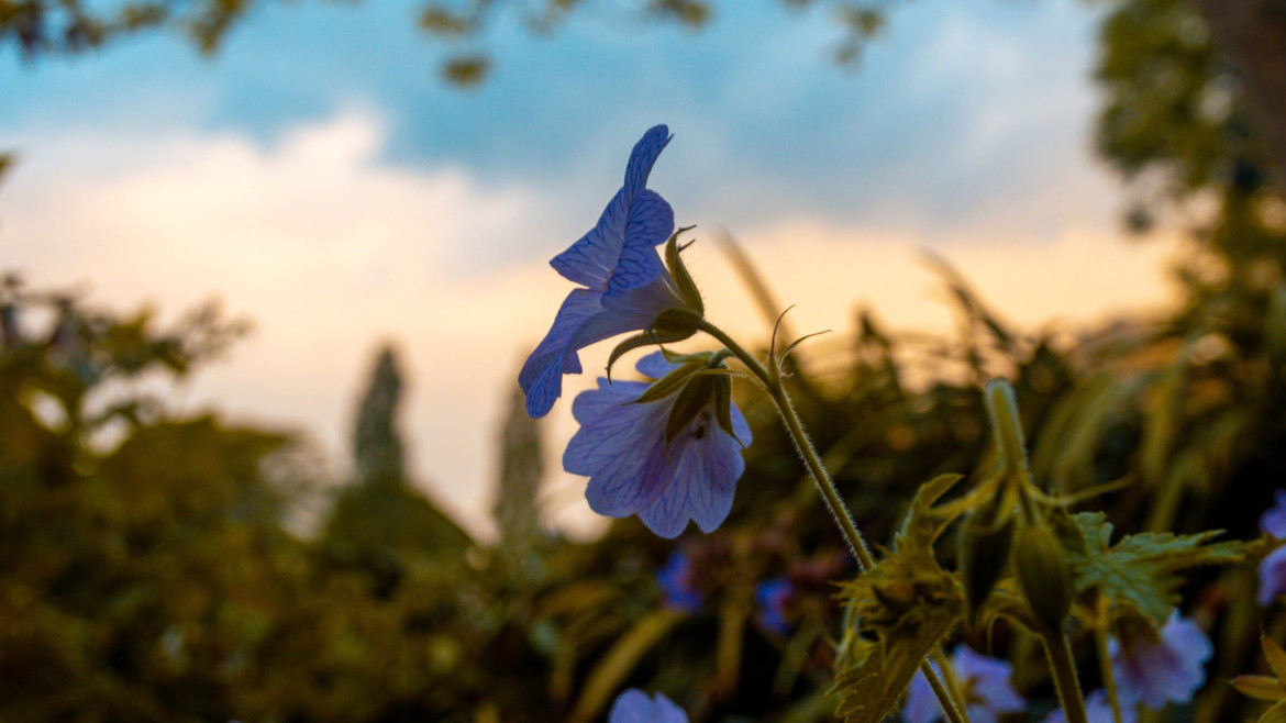 blue flowered plant