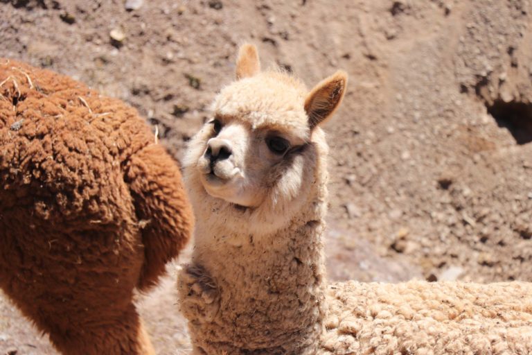 Peru 2017: Titicacasee und Cuzco