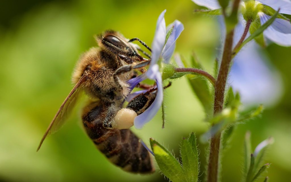 Faune en danger, hommes infectés