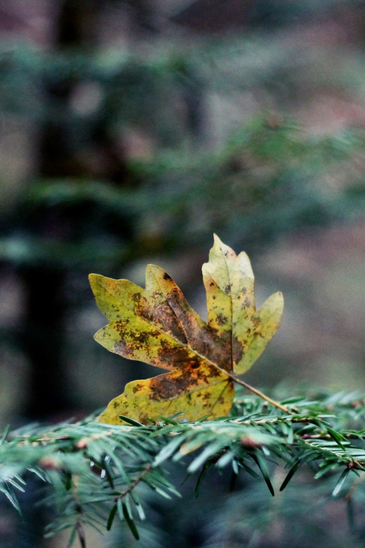 Une feuille