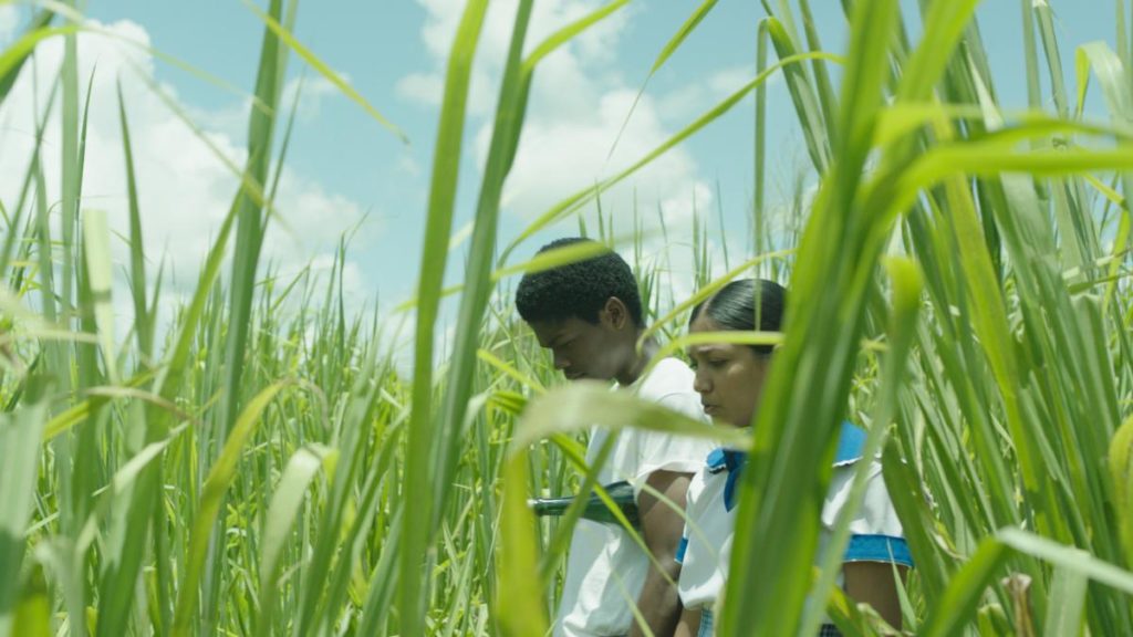 «Green Days by the River»