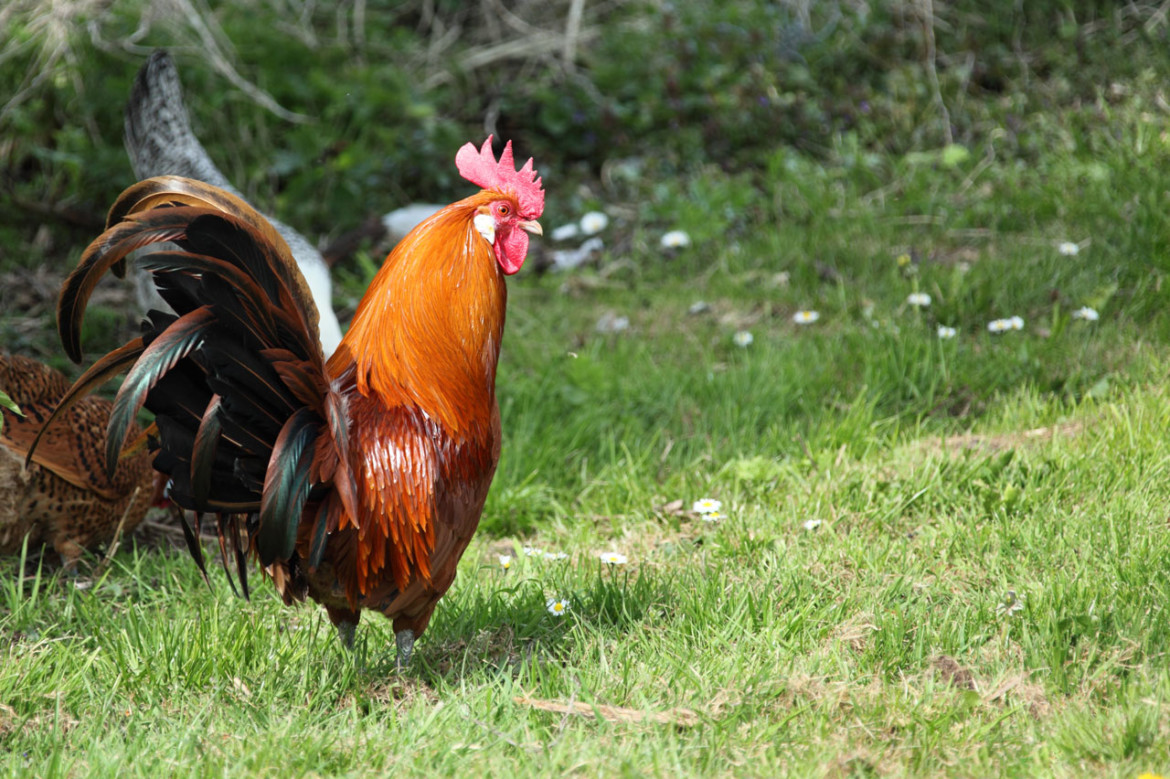 Coq
