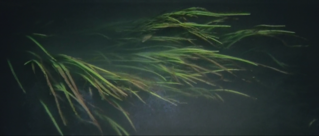 «Solaris»: un film dans l’eau et l’eau-delà