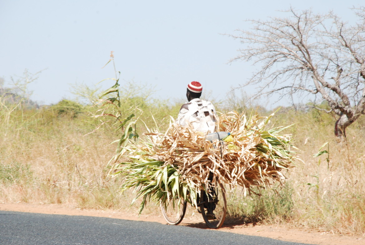 Paysan se déplaçant à vélo dans la ville de Maroua (Extrême-Nord du Cameroun), 7 décembre 2009. Wikimedia, sous CC 4.0