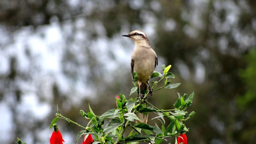 Behind the notion of sovereignty, the end of naivety