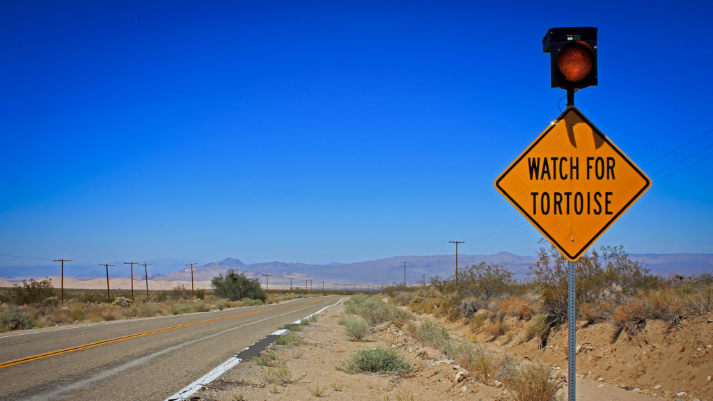 California Dreamin’