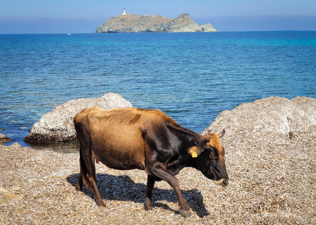 Die Internationale der Rinder!