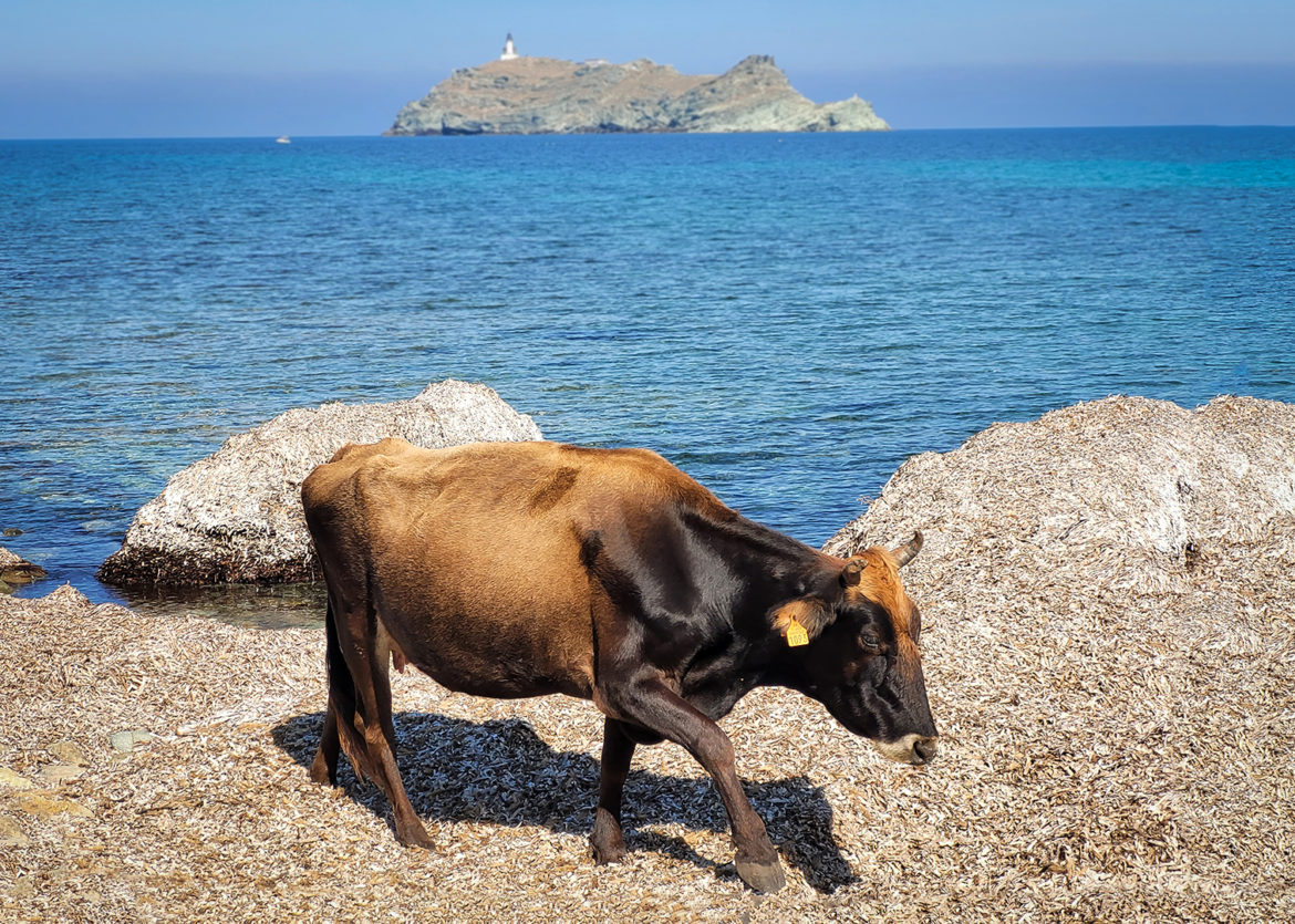 L’internationale des bovidés. Photo: Bernard Léchot pour Le Regard Libre (3)