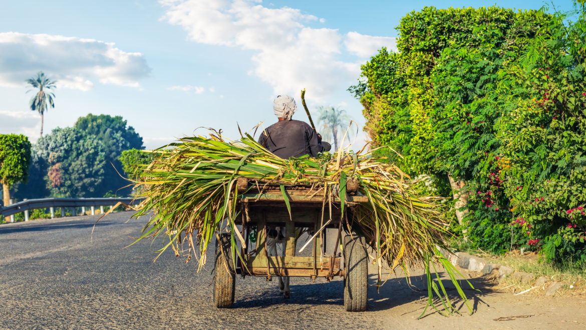 Un parent de la famille Al-Masri sur la route en direction de Kafr el-Cheik. L'agriculture est l'un des secteurs les plus importants de l’économie locale du Delta du Nil. Photo: Sergii Kolesnyk