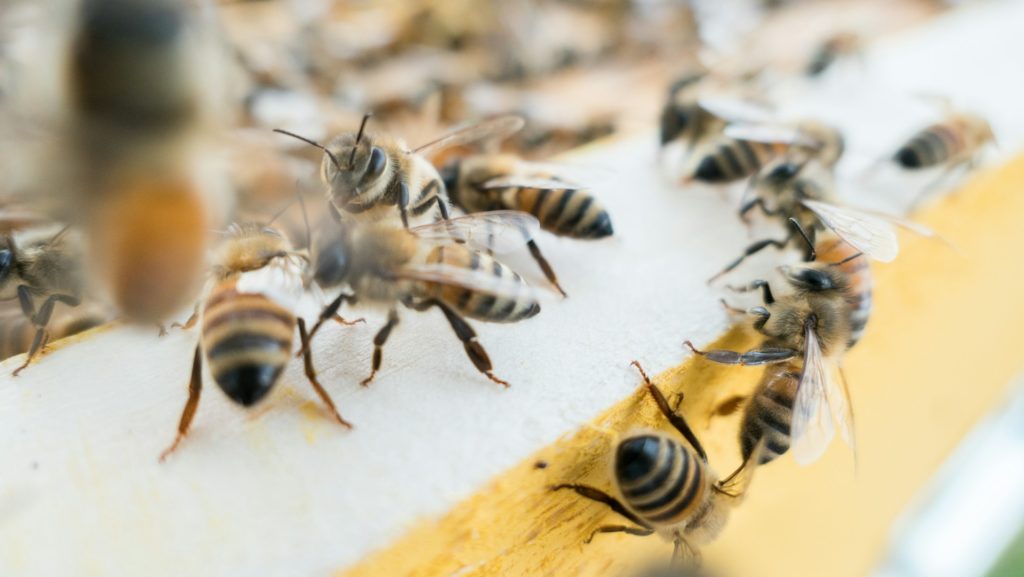 Der Gründungsmythos des Wirtschaftsliberalismus