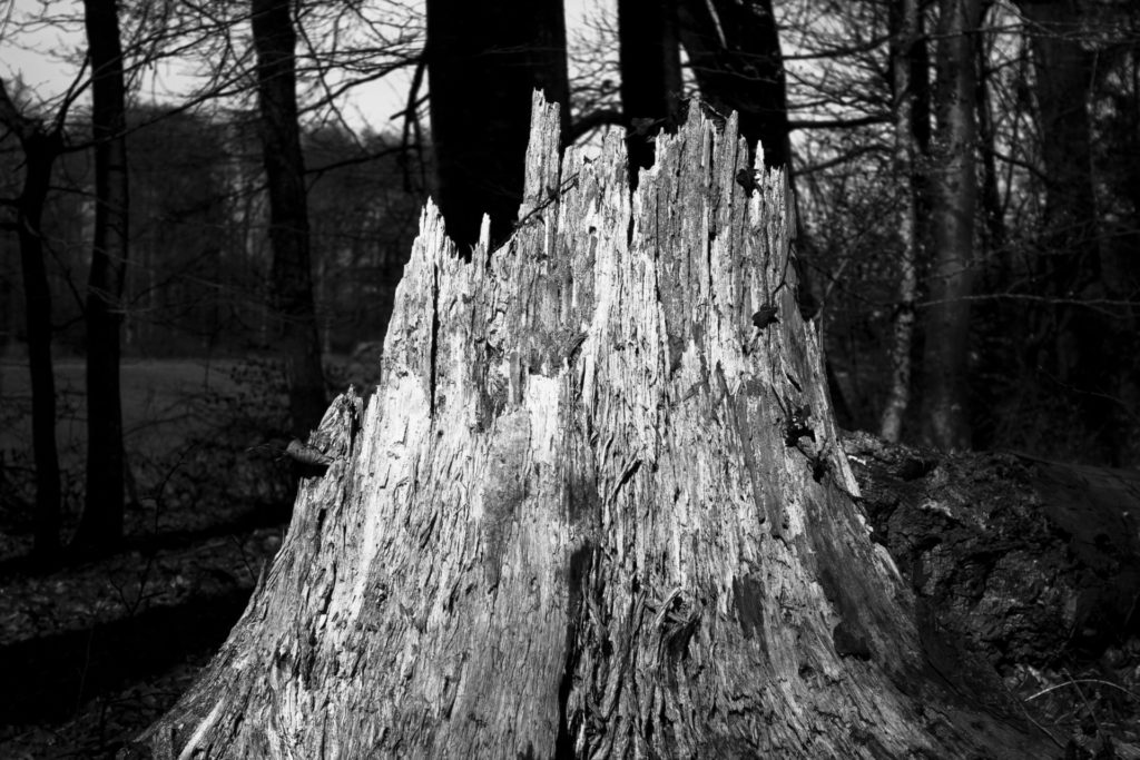 Die Ausarbeitungstagebücher von Theodor Wildt (10/10)