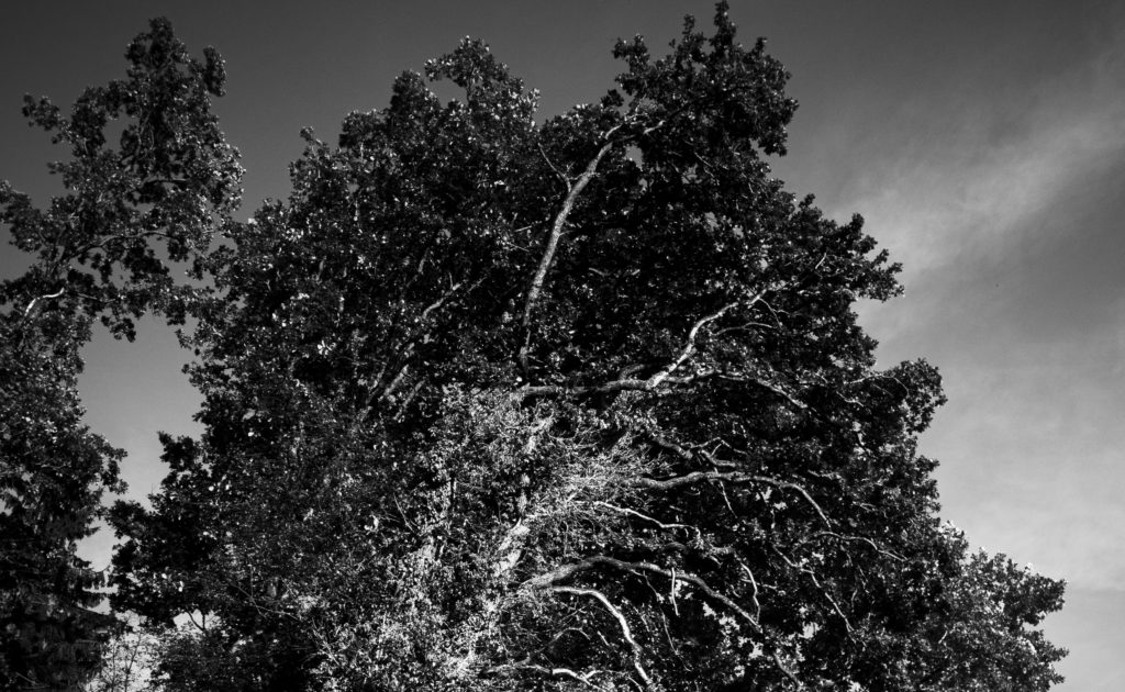 Die Ausarbeitungstagebücher von Theodor Wildt (7/10)