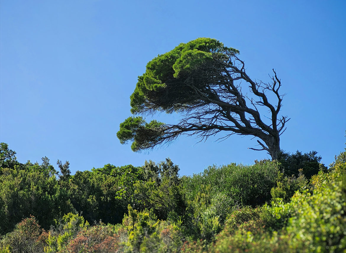 arbres arbress